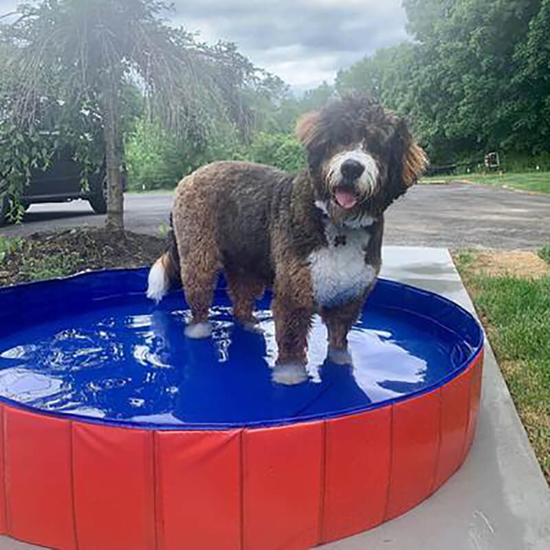 PORTABLE PAW POOL