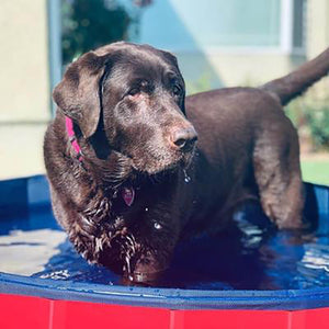 PORTABLE PAW POOL