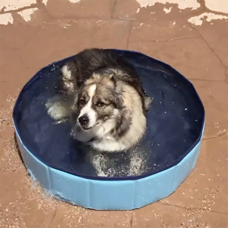 PORTABLE PAW POOL